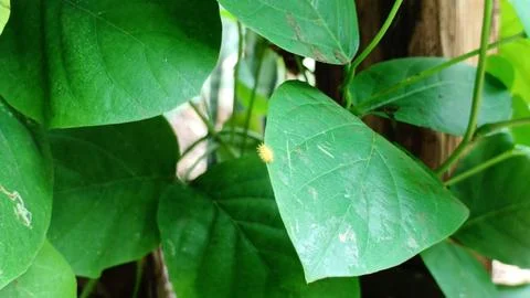 Aphids that damage plants Stock Photos