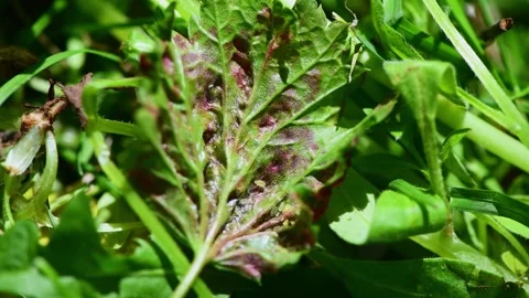 Aphids on damaged currant leaves, Pests on garden plants Stock Footage 277030246