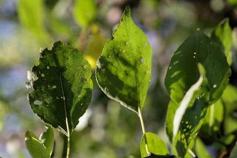 Aphids damaged leaf by pests and diseases Stock Photos