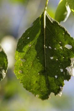 Aphids damaged leaf by pests and diseases Stock Photos