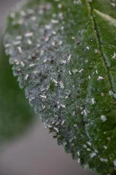 Aphids damaged leaf by pests and diseases Foto stock