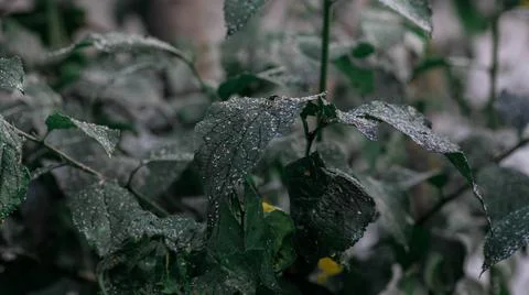 Aphids damaged leaf by pests and diseases Stock Photos