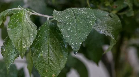 Aphids damaged leaf by pests and diseases Stock Photos