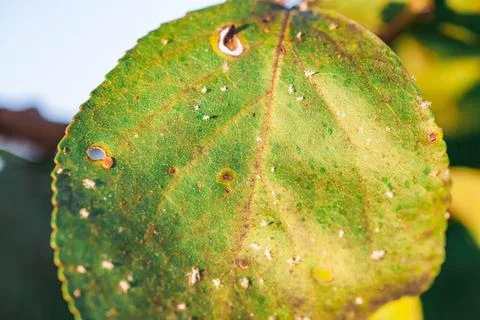 Aphids damaged leaf by pests and diseases Stock Photos