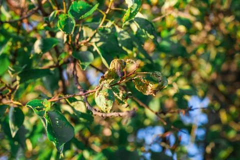 Aphids damaged leaf by pests and diseases Stock Photos