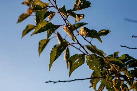 Aphids damaged leaf by pests and diseases Stock Photos