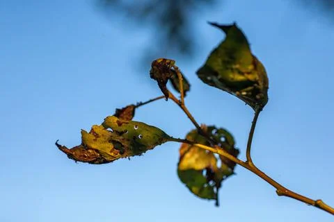 Aphids damaged leaf by pests and diseases Stock Photos