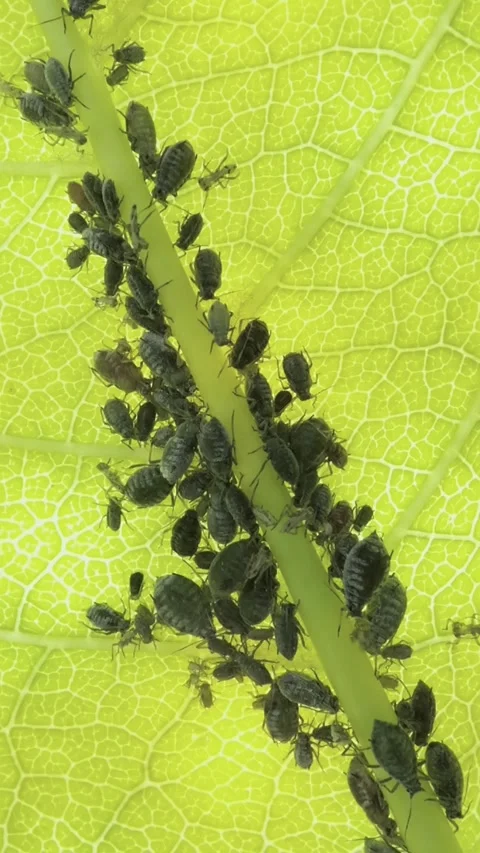 Aphids eat a green leaf of a tree, close-up parasites Video stock 277945430