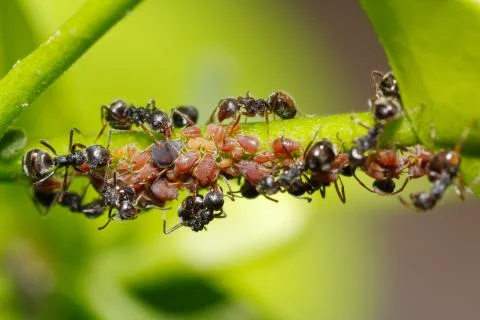 Aphids farming Stock Photos