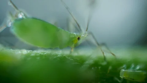 Aphids on the flower Stockbeeldmateriaal 90000118