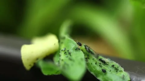 Aphids on flowers Stock-Footage 131848280