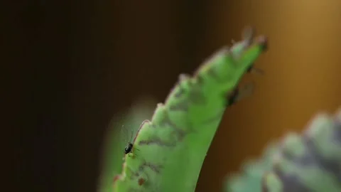 Aphids on flowers Stock-Footage 131848314