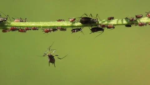 Aphids Stock Footage 8601465