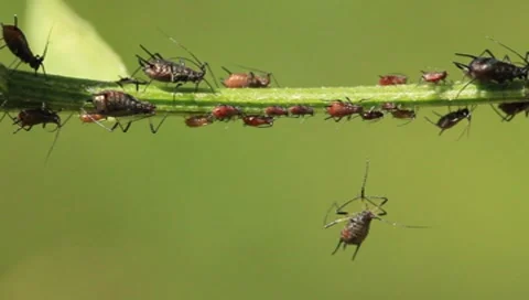 Aphids Video stock 8601523