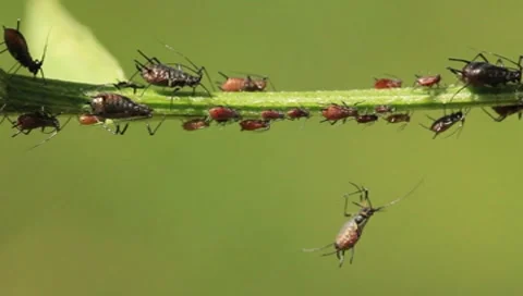 Aphids Stock Footage 8601547