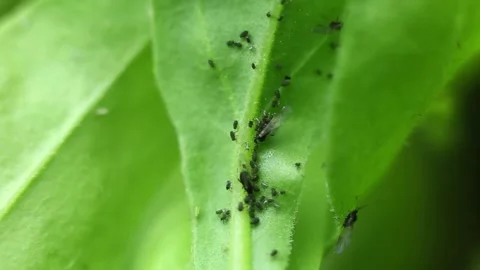 Aphids Stock Footage 131848302