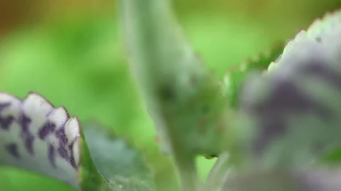Aphids Stock-Footage 131848311