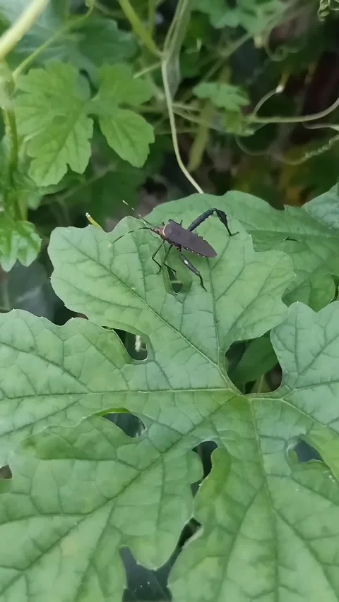 Aphids Stock Footage 219840609