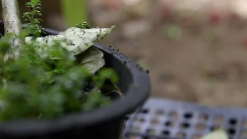 Aphids in the garden Stock Footage 141539910