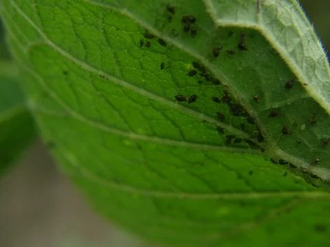 Aphids on green leaf close‑up 스톡 사진