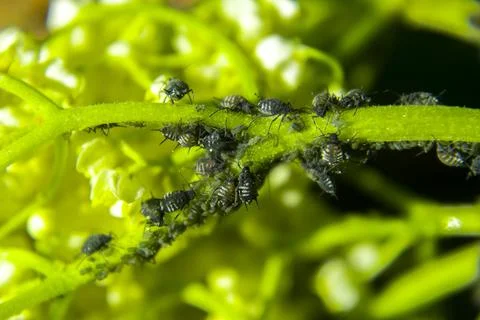 Aphids on a green leaf in nature Stock Photos