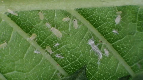 Aphids on a green leaf under a microscope Stock Footage 91081899