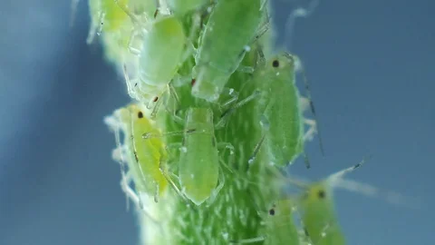 Aphids on the green stem Stock Footage 90011470