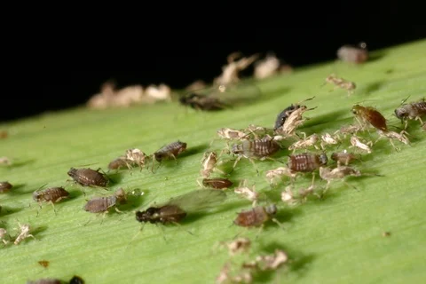 Aphids, greenfly on garden leaf. Germany. Timelapse Stock Footage 108905313
