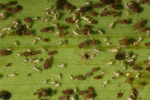 Aphids, greenfly on garden leaf. Germany. Timelapse Stock Footage 108905316