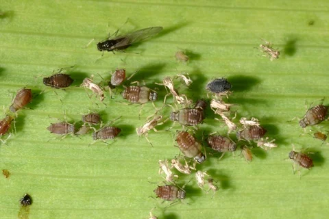 Aphids, greenfly on garden leaf. Germany. Timelapse Stock Footage 108905480