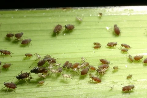 Aphids, greenfly on garden leaf. Germany. Timelapse Stock Footage 108906307