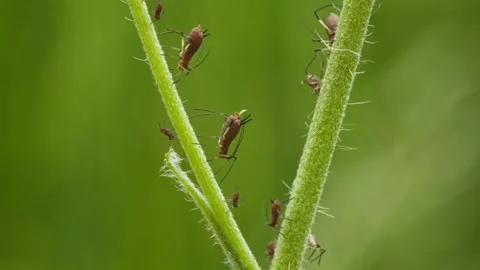 Aphids hanging on a plant stem sucking Stock Footage 337554942