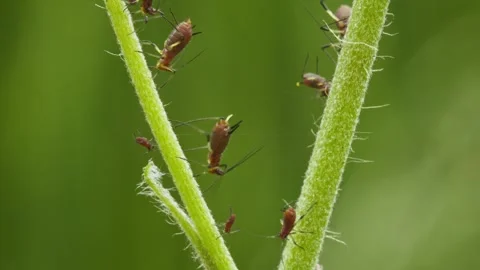 Aphids hanging on a plant stem sucking Stock Footage 337727737