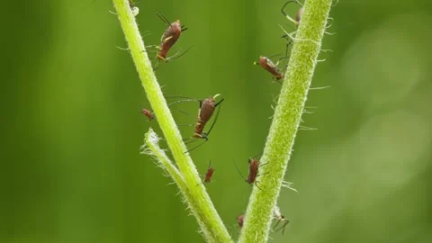 Aphids hanging on a plant stem sucking 库存影片 338224504