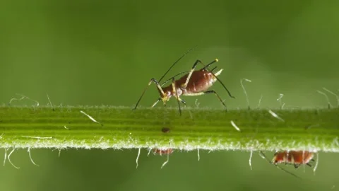 Aphids hanging on a plant stem sucking 動画素材 339007967