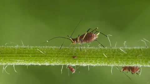 Aphids hanging on a plant stem sucking Vídeos de archivo 339226269