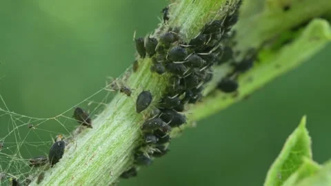 Aphids hanging on a plant stem sucking Stock Footage 339456467
