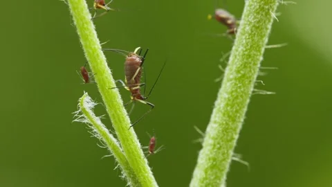Aphids hanging on a plant stem sucking Stock-Footage 339456658