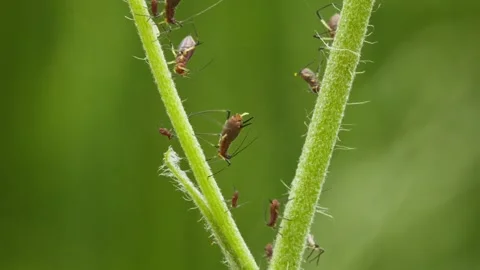 Aphids hanging on a plant stem sucking Stock-Footage 339786260