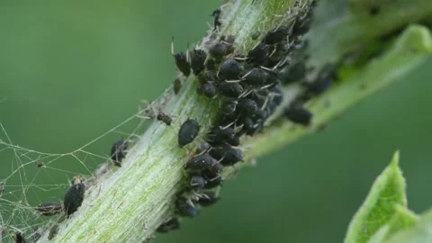 Aphids hanging on a plant stem sucking disturbed by a fly Stock Footage 340222923