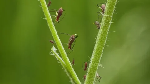 Aphids hanging on a plant stem sucking 動画素材 340334886