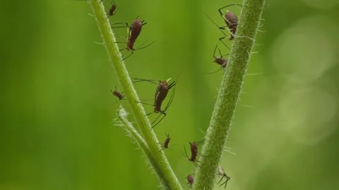 Aphids hanging on a plant stem sucking Stock-Footage 340543623