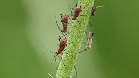 Aphids hanging on a plant stem sucking Stock-Footage 340649468
