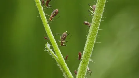 Aphids hanging on a plant stem sucking Vídeos de archivo 341080323