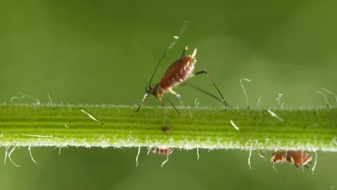 Aphids hanging on a plant stem sucking 動画素材 341495960