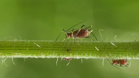 Aphids hanging on a plant stem sucking Stock-Footage 341723683