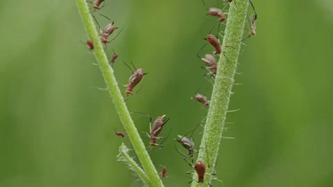 Aphids hanging on a plant stem sucking Stock-Footage 341969790