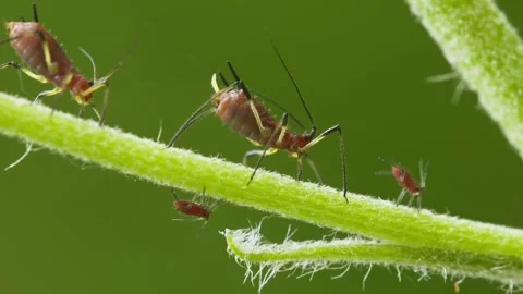 Aphids hanging on a plant stem sucking 動画素材 342266649