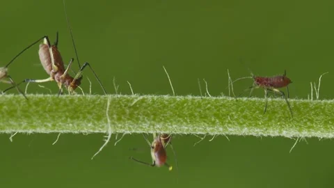 Aphids hanging on a plant stem sucking 動画素材 342591150