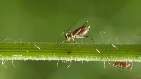 Aphids hanging on a plant stem sucking 库存影片 343930961